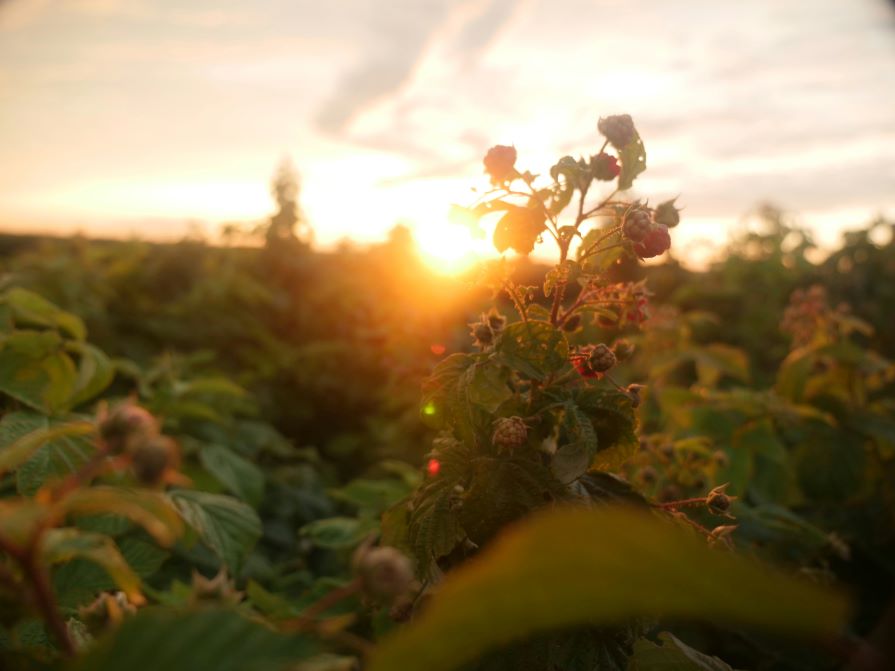 Himbeerstrauch im Sonnenaufgang